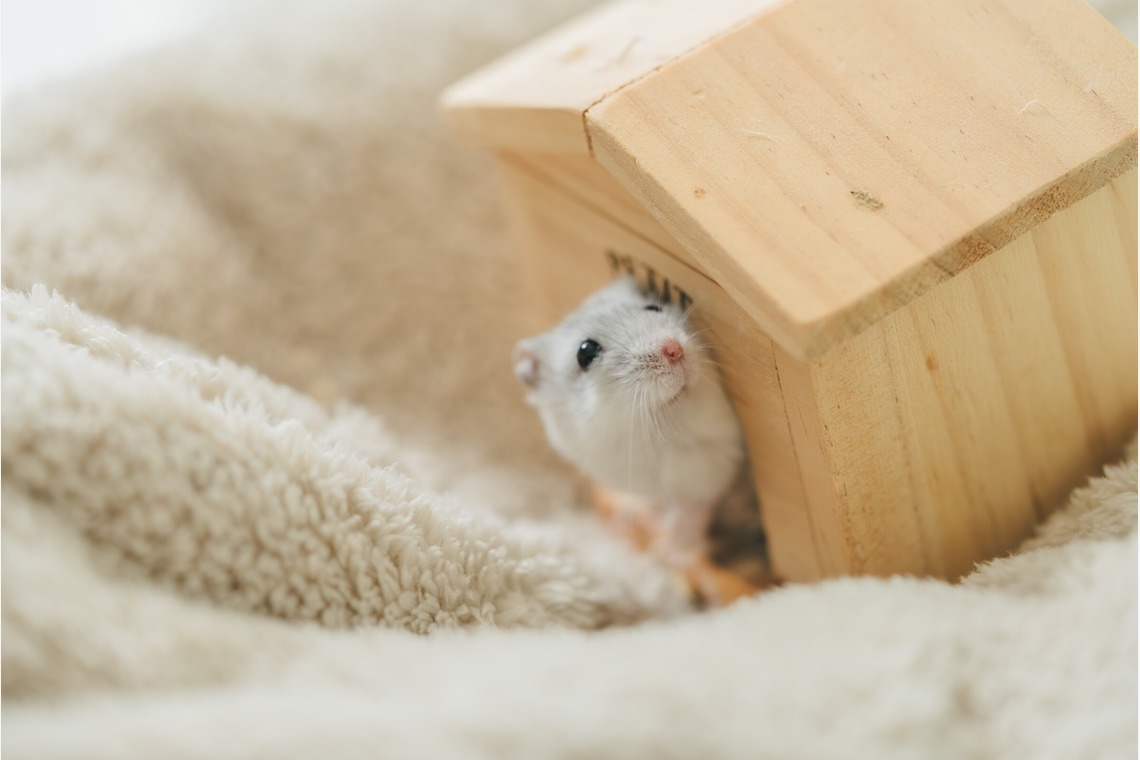 玉城　肇が撮影したその他のアルバム「ペット撮影」