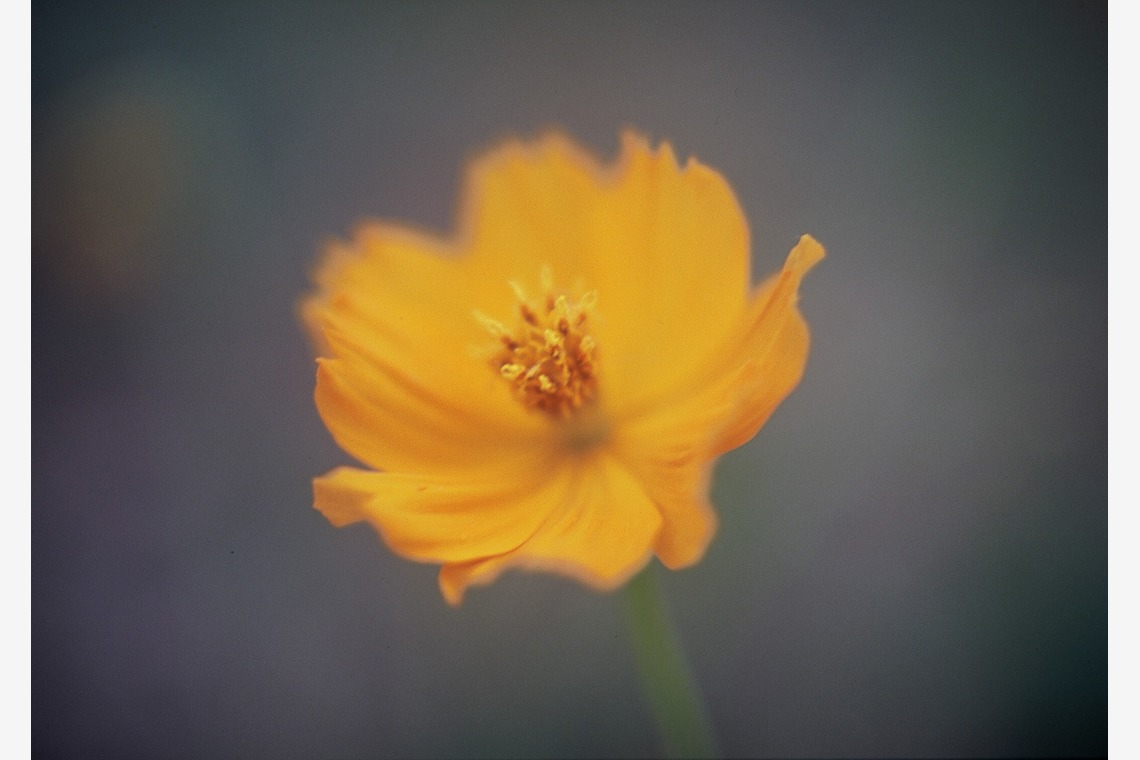 Photo BASEが撮影した「メニュー撮影、物撮り、イメージ」の写真