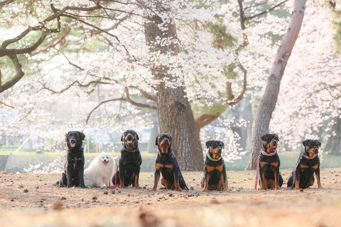 株式会社Neo-Smile 「locationbreeze」高橋 徹が出張撮影した家族写真(キッズ,ベビーフォト)などが写った「ペット」の家族写真