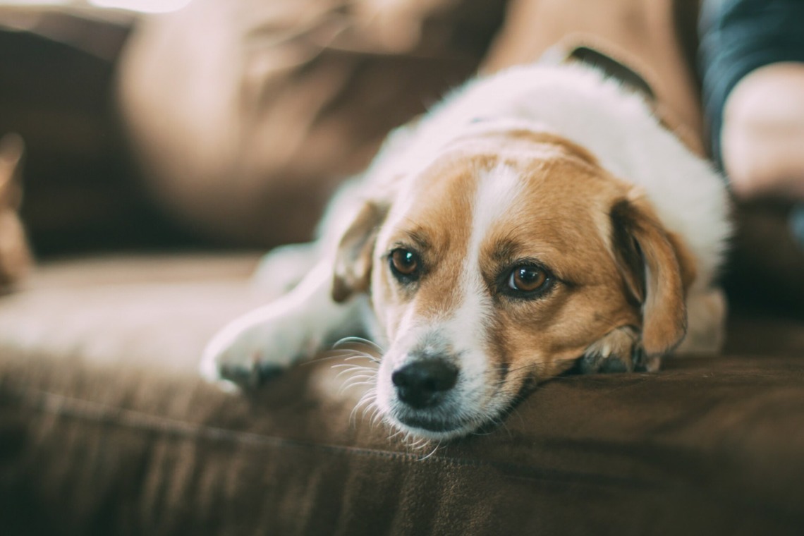 CREATIVE HOUSEが撮影した「ペット写真の出張撮影」の写真