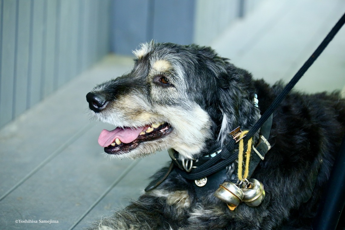 TSD officeが撮影した写真のアルバム「ペット撮影」