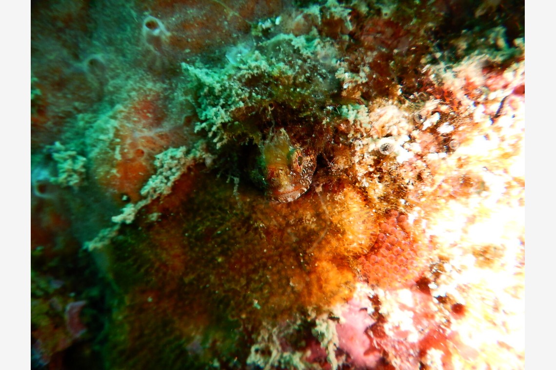 杉野優介が撮影した写真のアルバム「スキューバーダイビング水中撮影」