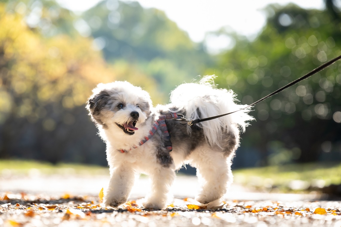 KOGA写真が撮影した「犬・わんこ撮影」の写真