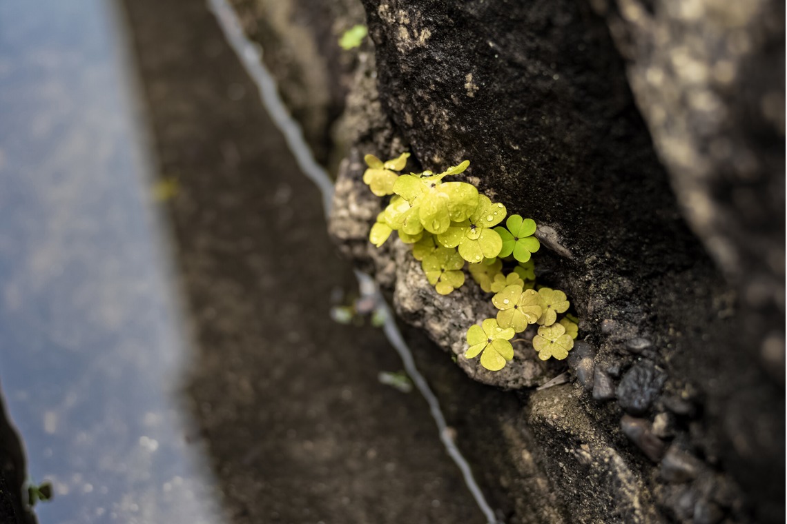 フォトスタジオ　ちっくたっくが撮影した写真のアルバム「植物」