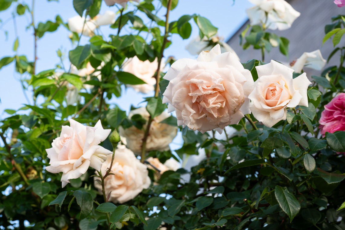 オフィス 芦野が撮影した「番外編（自宅）」の写真