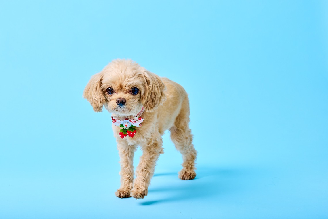 クリエイティブツリー