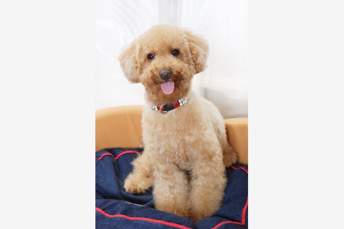 森安　照が撮影した写真のアルバム「ペット撮影（犬・猫）」