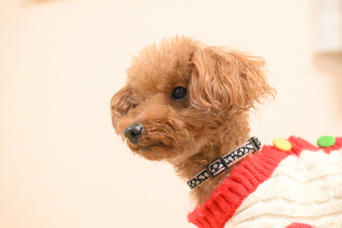 大熊和輝が撮影した「ペット撮影」の写真