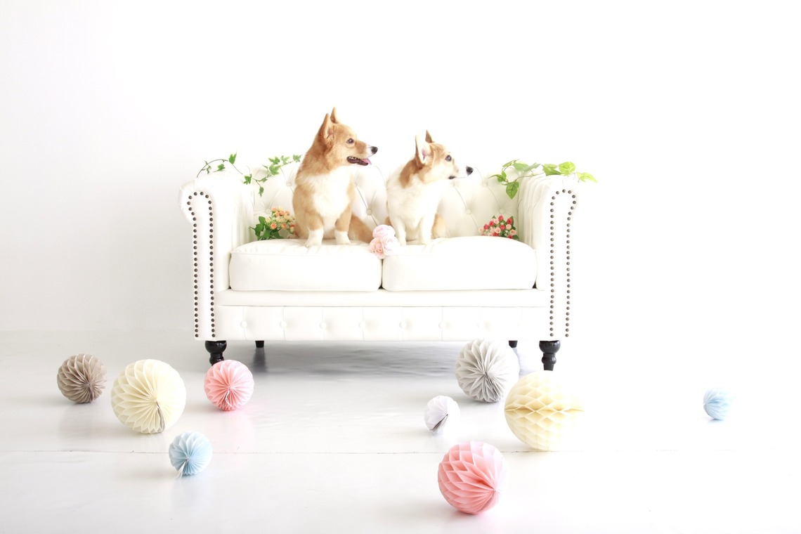 Hiroが出張撮影した家族写真(キッズ,ベビーフォト)などが写った「ペット撮影」の家族写真