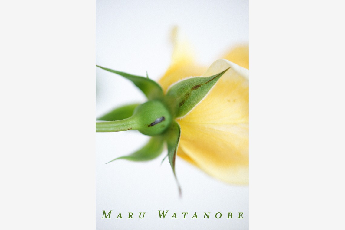 Tomohisa Watanabe