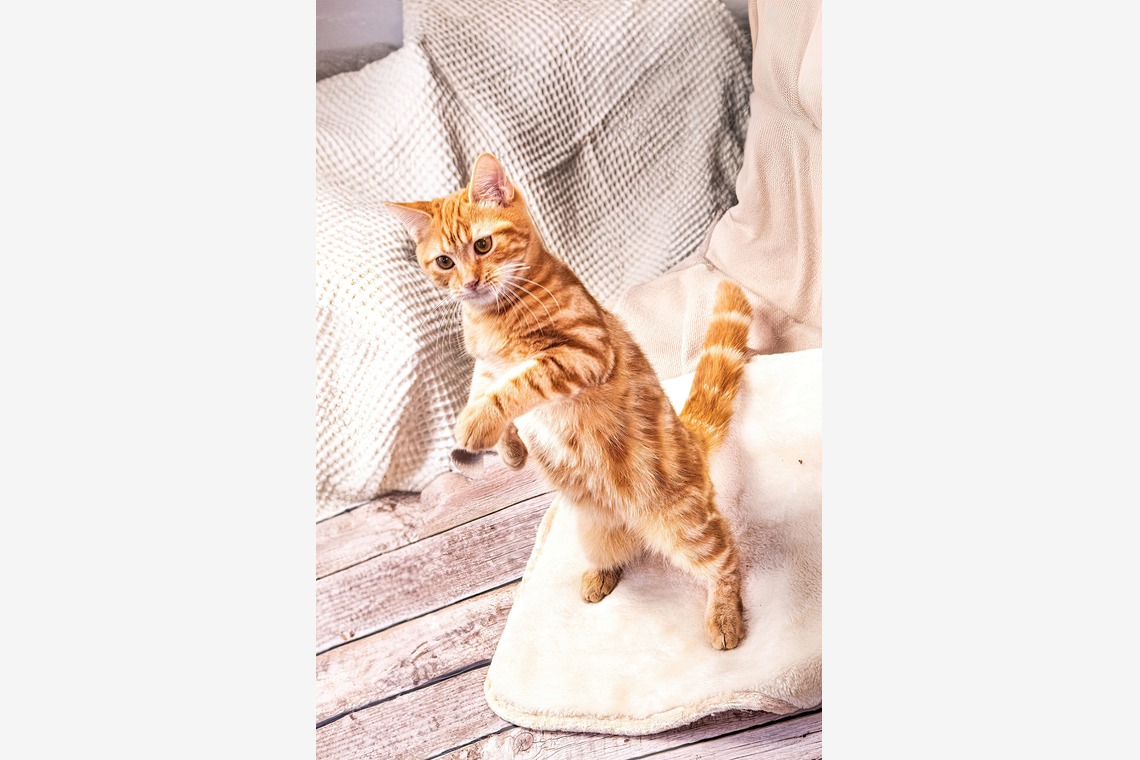 本郷直人が撮影した写真のアルバム「ブリーダー」