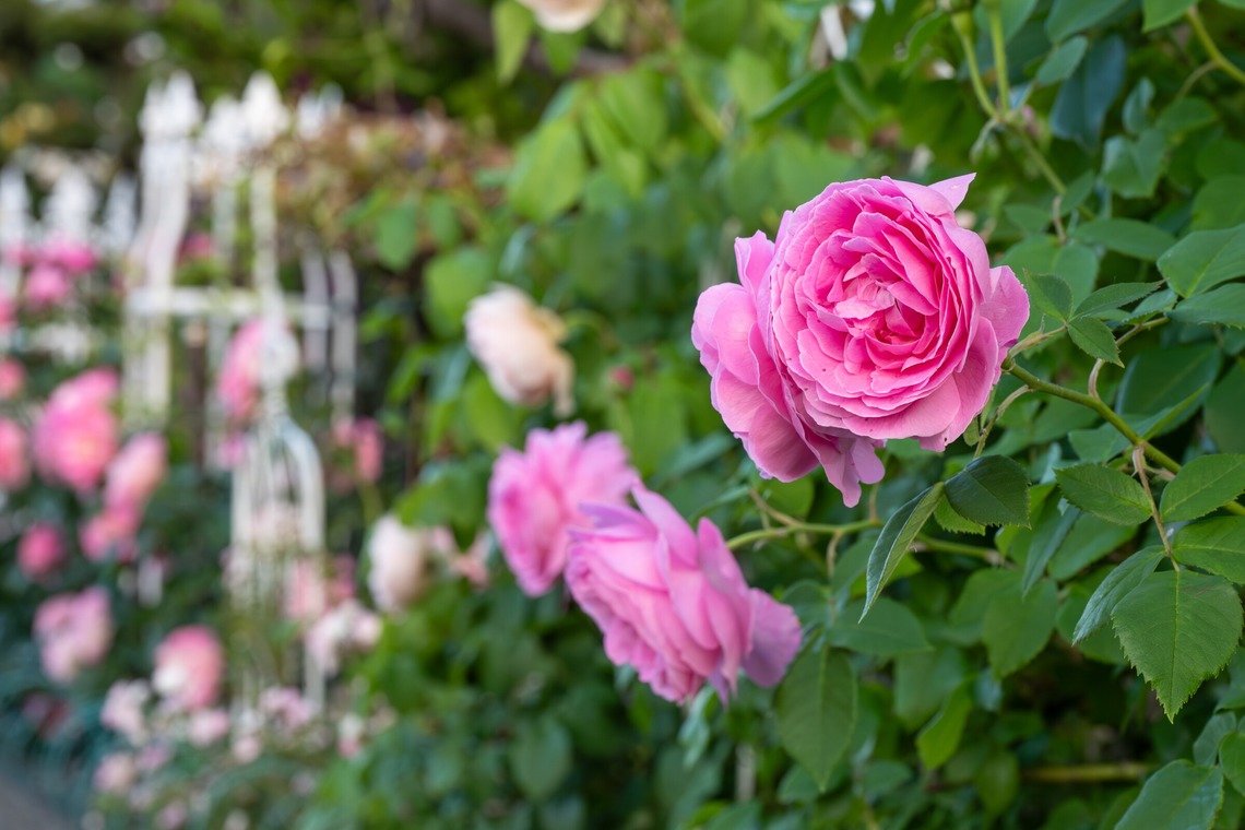 オフィス 芦野が撮影した「番外編（自宅）」の写真