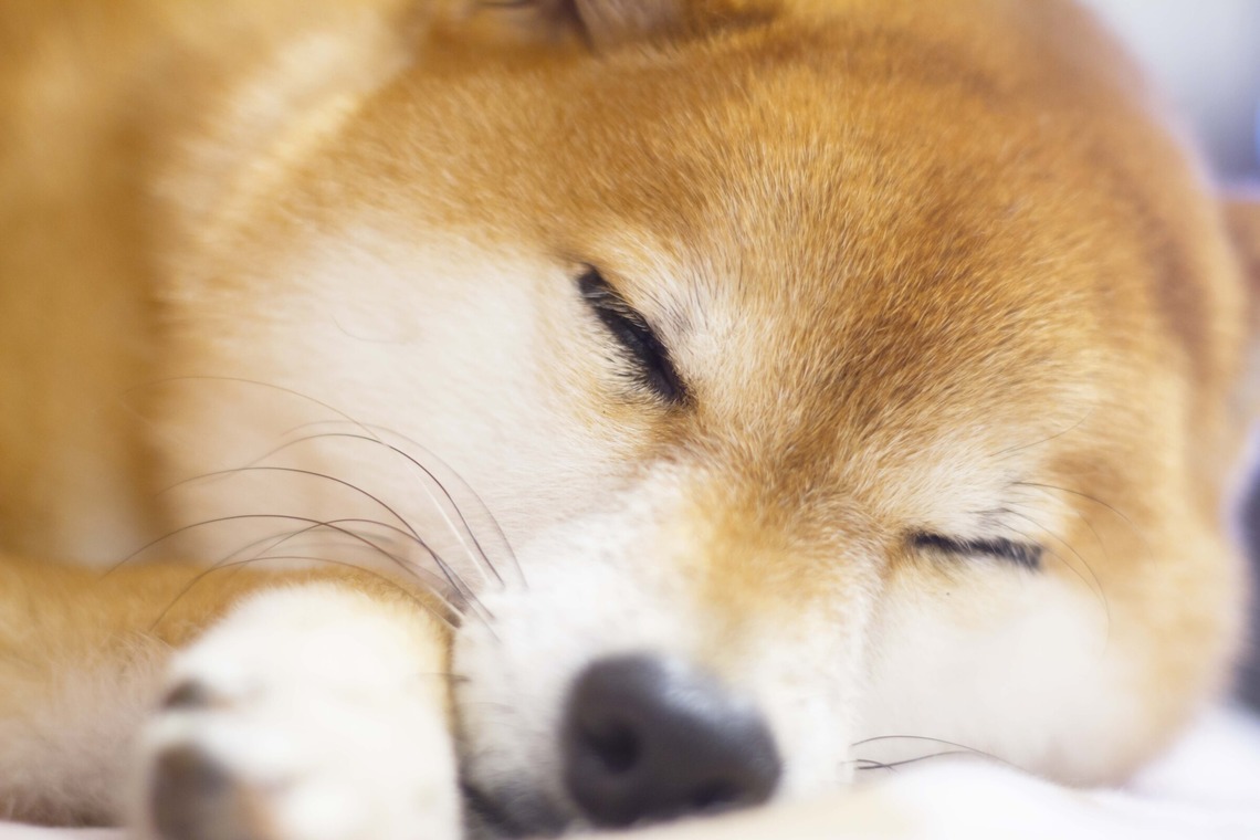 インスタントソイ合同会社　井上泰徳が撮影した写真のアルバム「ワンちゃん撮影」