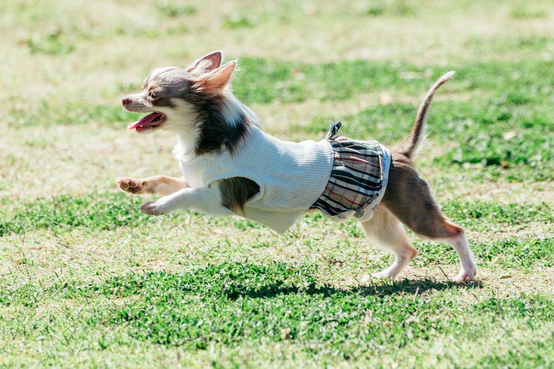 ポートレート沖縄が撮影した「ペット撮影」の写真