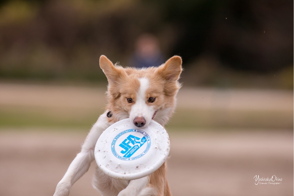 写楽堂が撮影した写真のアルバム「ペット」