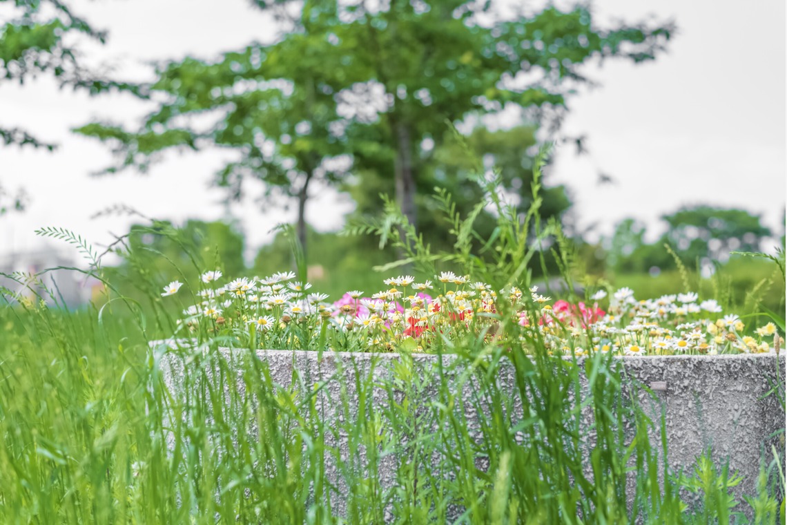 フォトスタジオ　ちっくたっくが撮影した「植物」の写真