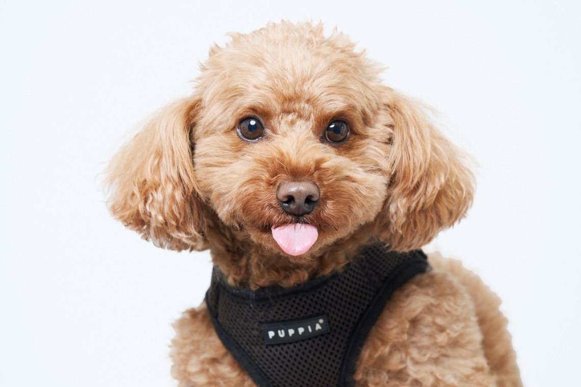 森田寫眞館が撮影した「ペット」の写真