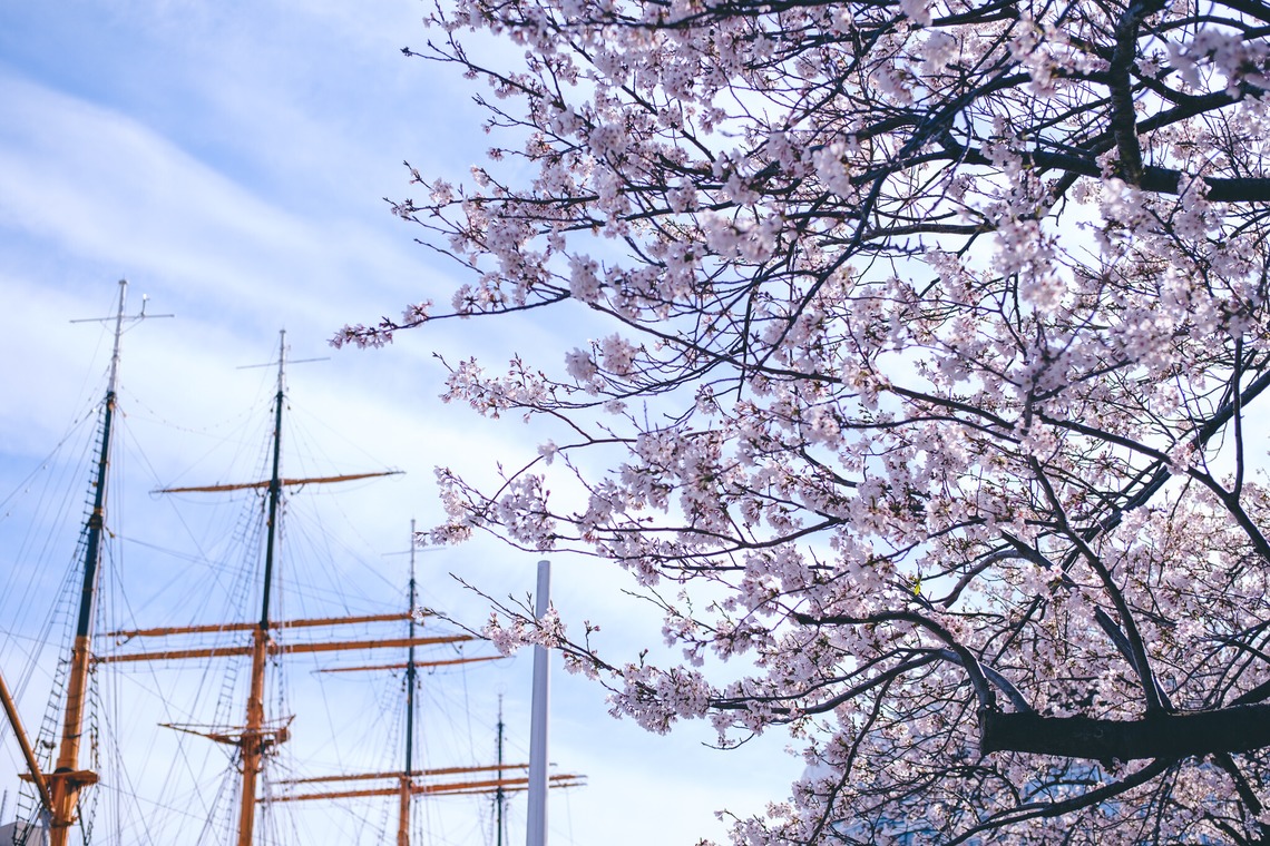 堀内 陽希が撮影した「植物」の写真