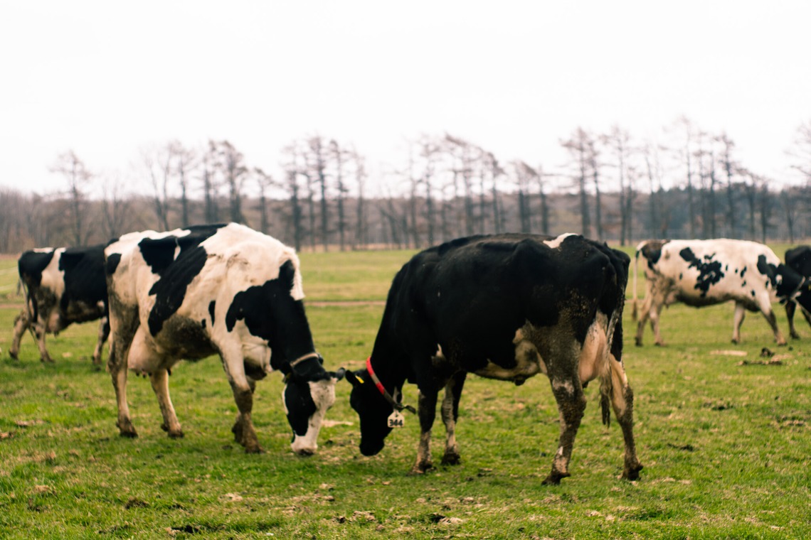 神部葵が撮影した写真のアルバム「菊地ファーム　春の初放牧公開イベント」