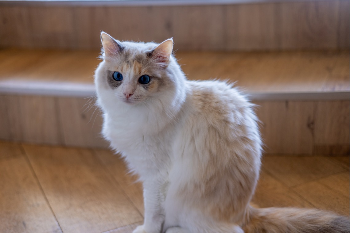 沖山俊樹が撮影した「ペット_20230411_MOCHA原宿」の写真