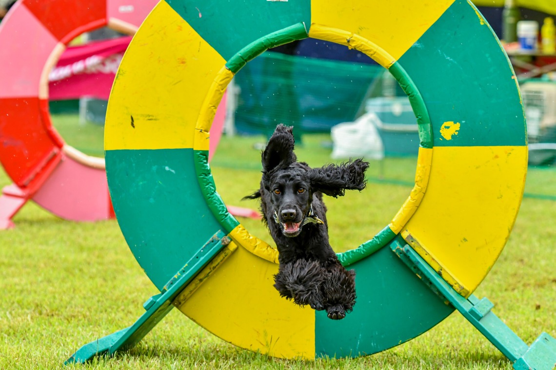 スタジオファンタスが撮影した「ドッグスポーツエクストリーム」の写真
