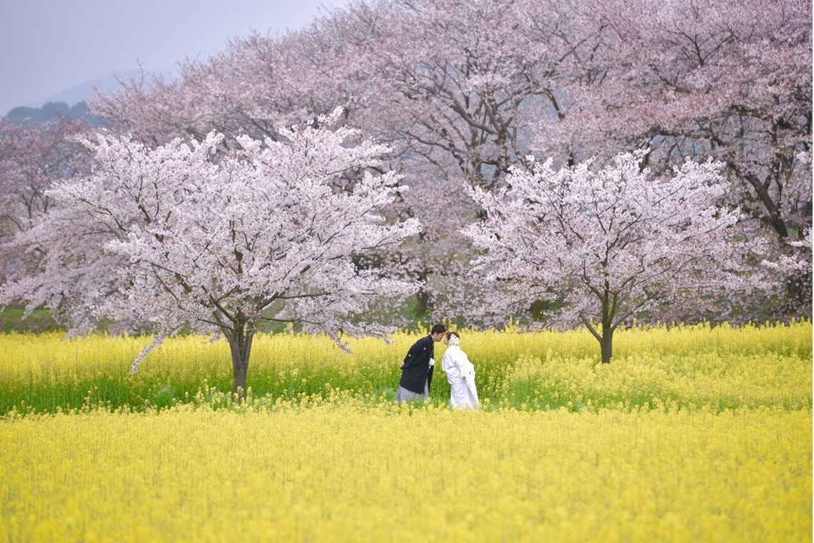 キキフォトワークスが撮影した「桜の季節の和装前撮り」の写真