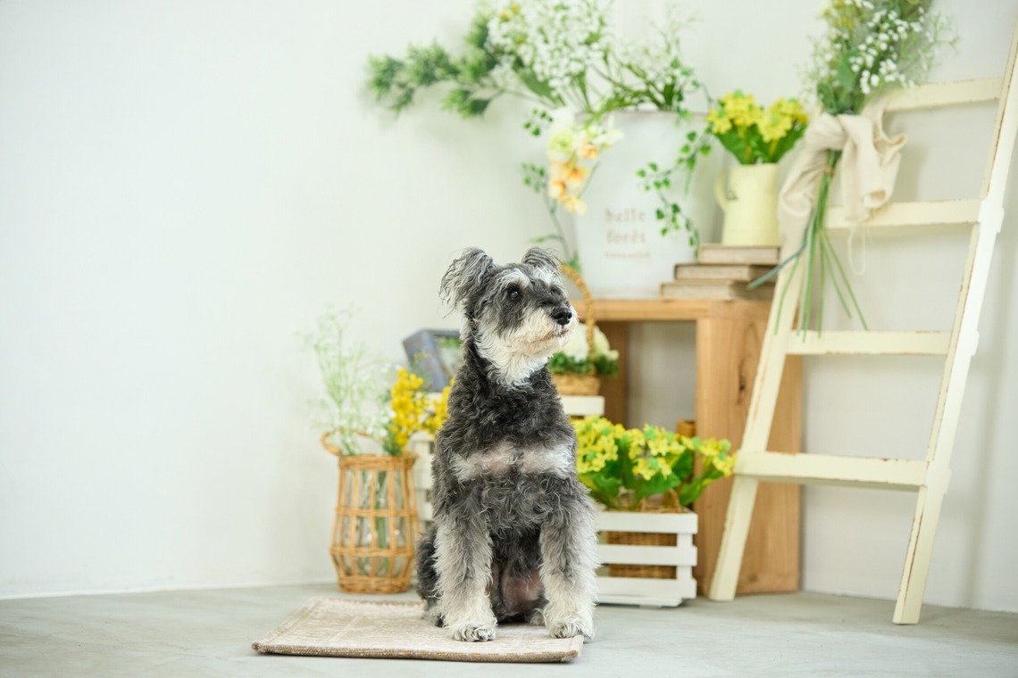 クリエイティブツリーが撮影した写真のアルバム「ペット撮影」