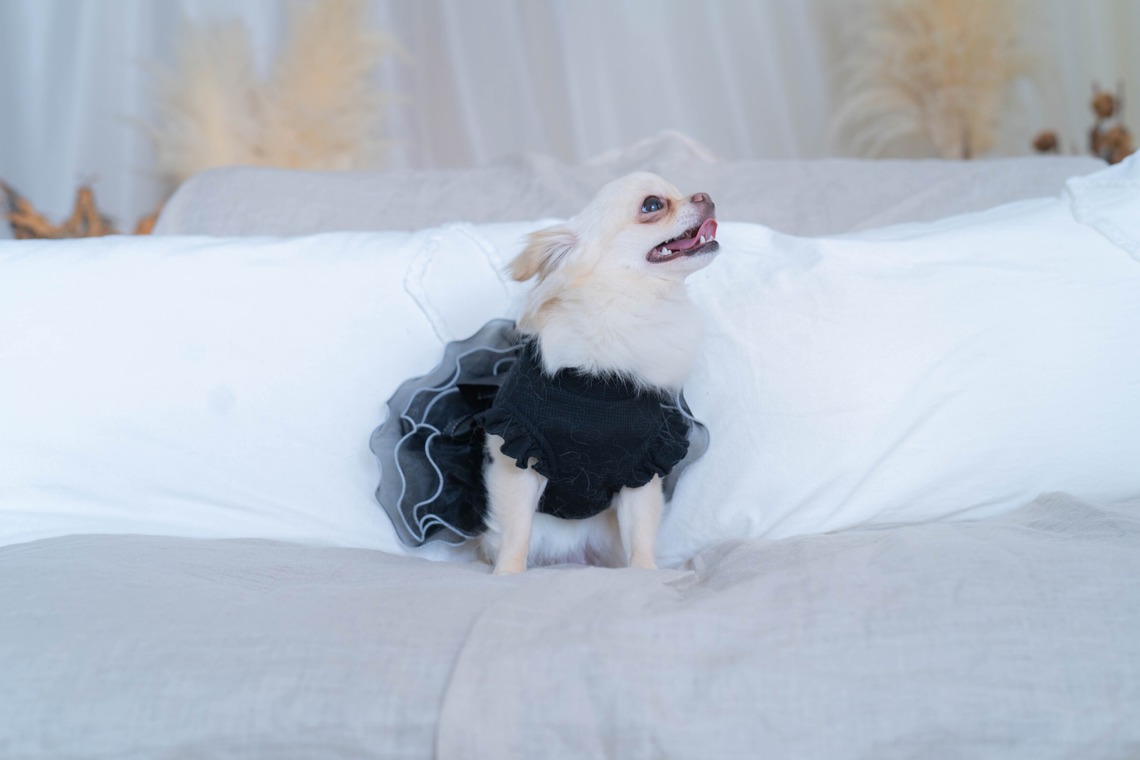 北海道ロケーションフォトウェディング♪が出張撮影した家族写真(キッズ,ベビーフォト)などが写った「マタニティフォト【おうちフォトスタジオ-umurek＝ウムレ】」の家族写真