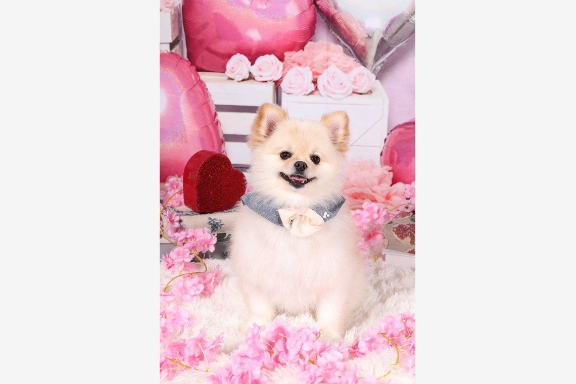 WithshopJapanが撮影した「ペット撮影」の写真