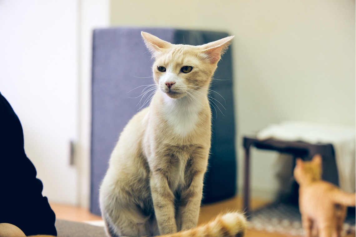 有限会社エルフラットが撮影した「猫カフェ」の写真