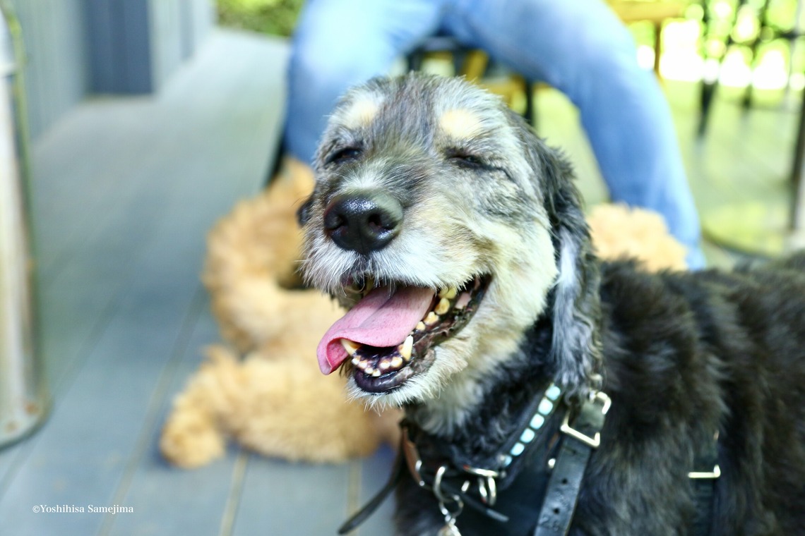 TSD officeが撮影した写真のアルバム「ペット撮影」