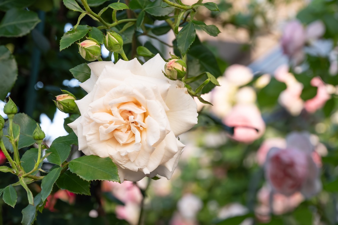 オフィス 芦野が撮影した「番外編（自宅）」の写真