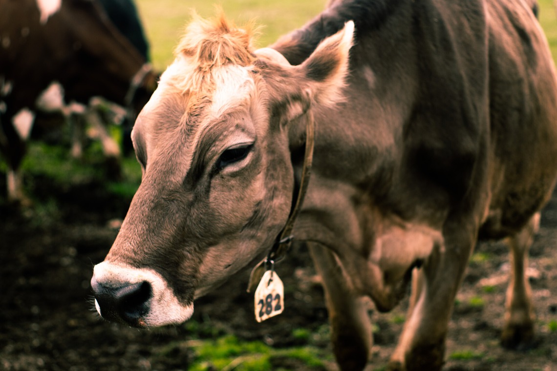 神部葵が撮影した写真のアルバム「菊地ファーム　春の初放牧公開イベント」