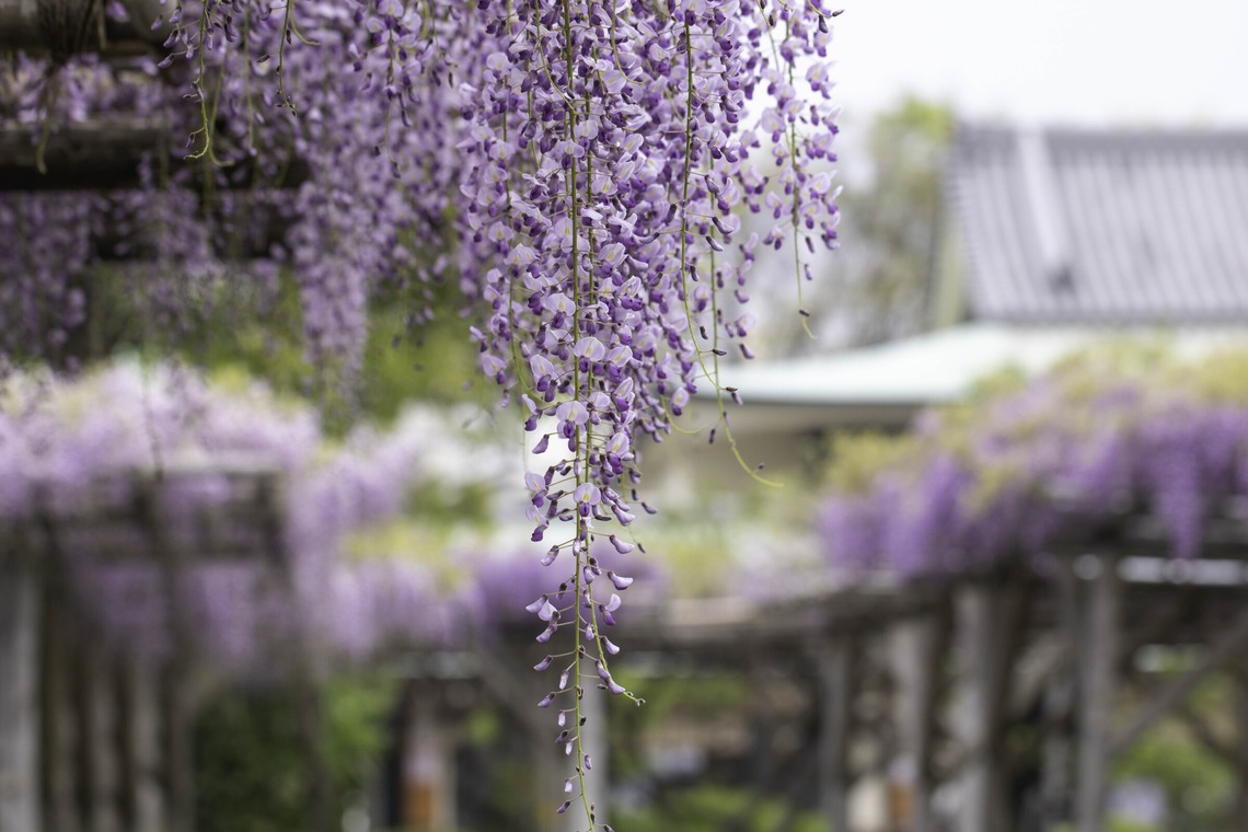 ミヤタカズコが撮影した「花のある生活」の写真