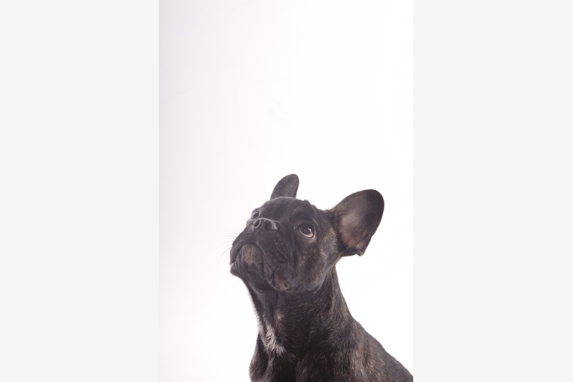 Hiroが出張撮影した家族写真(キッズ,ベビーフォト)などが写った「ペット撮影」の家族写真