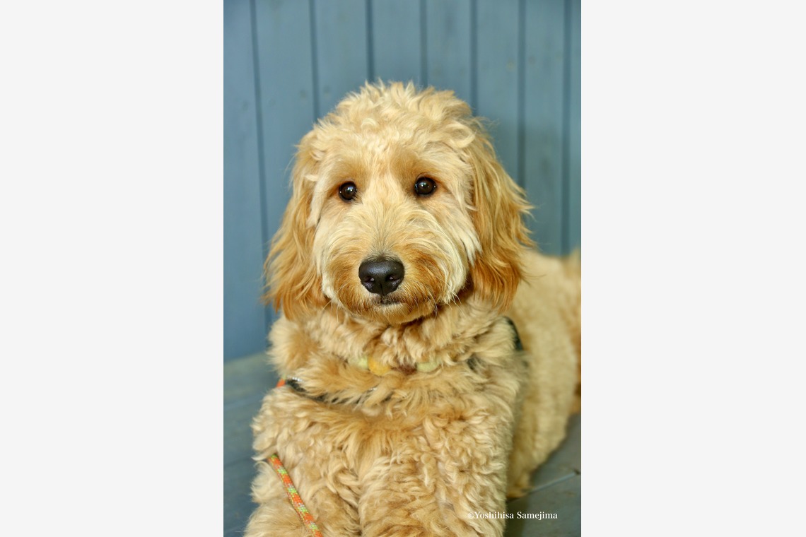 TSD officeが撮影した写真のアルバム「ペット撮影」