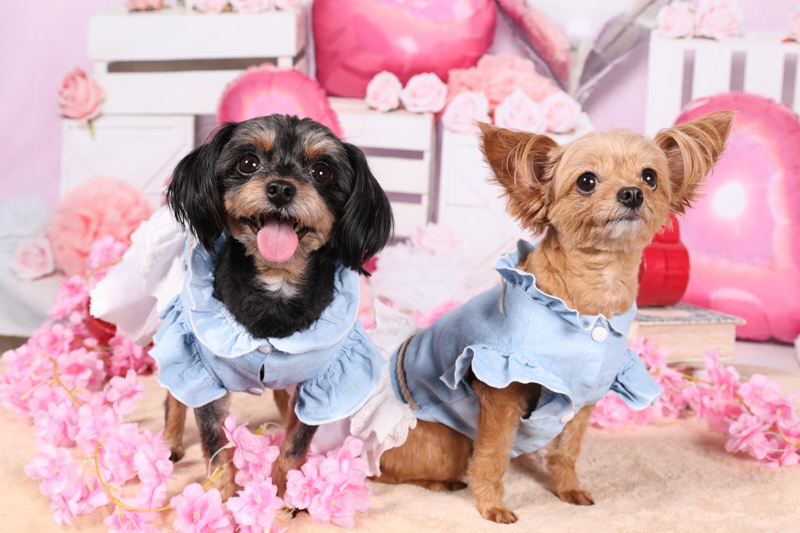 WithshopJapanが撮影した写真のアルバム「ペット撮影」