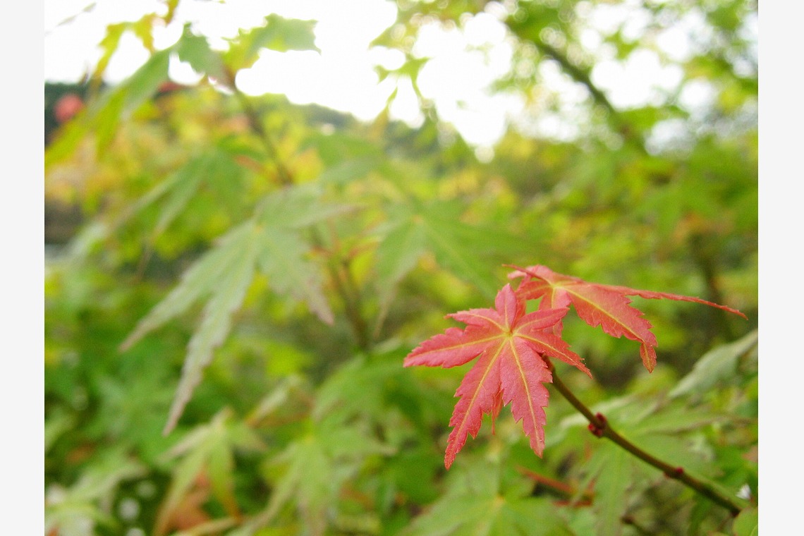 出張撮影のメモリーズが撮影した写真のアルバム「nature-アラカルト」