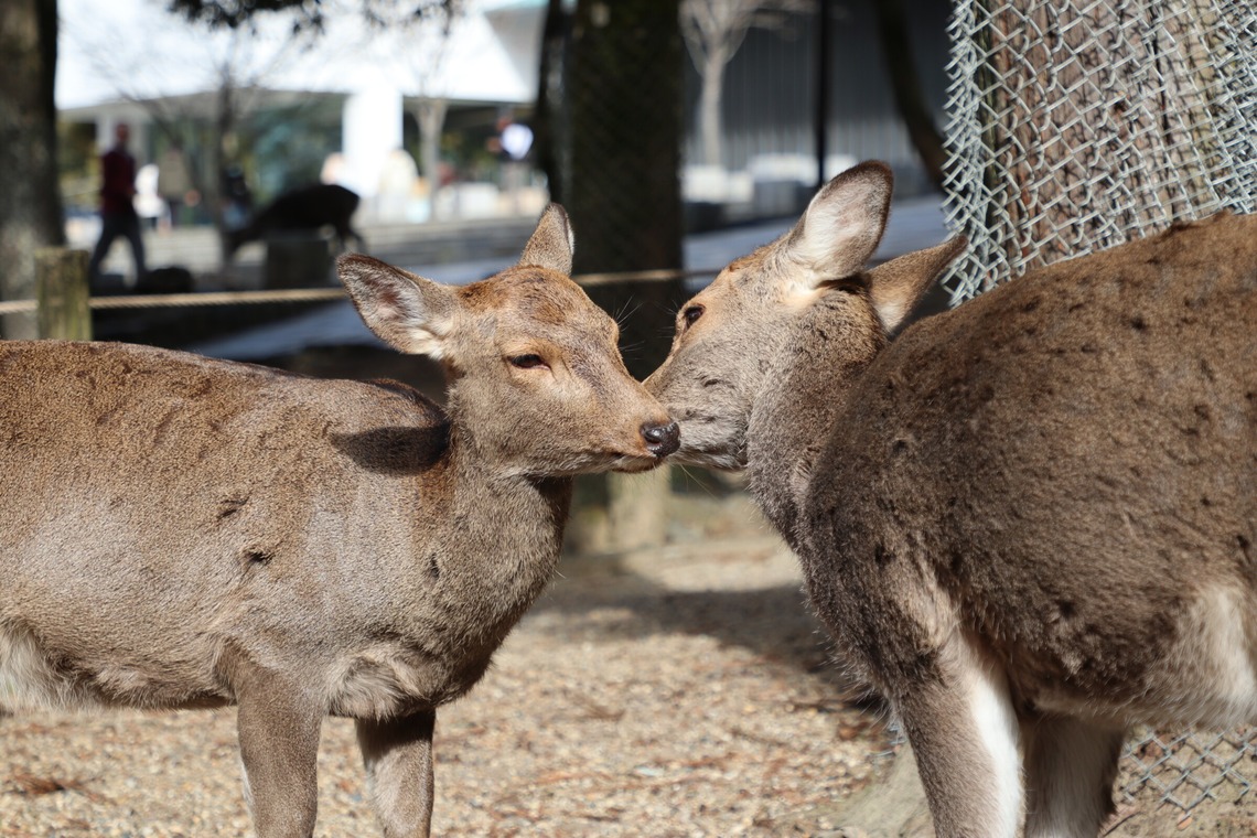 えむあんりみてっどが撮影した写真のアルバム「旅先の風景」