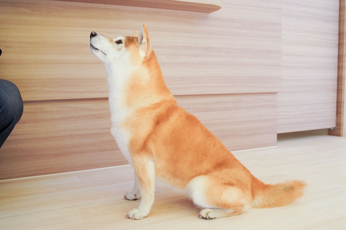 出張撮影くろめっとが撮影した写真のアルバム「動物病院例」