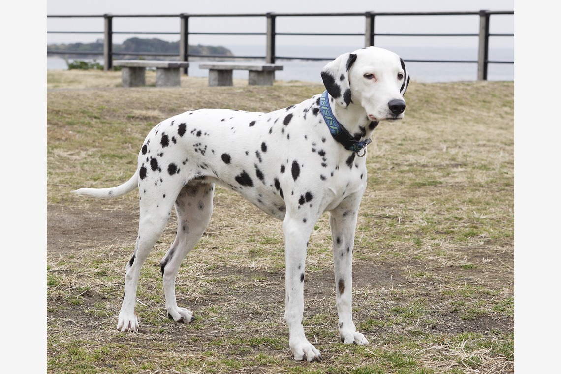 森安　照が撮影した写真のアルバム「ペット撮影（犬・猫）」