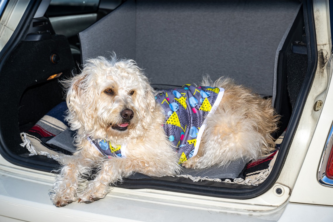 吉田佳央が撮影した「DOG SHOOTING」の写真