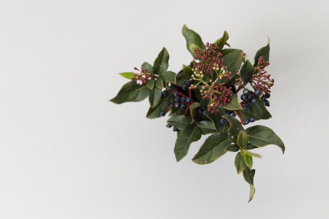 Natsukiが撮影した「花撮影＠自宅」の写真