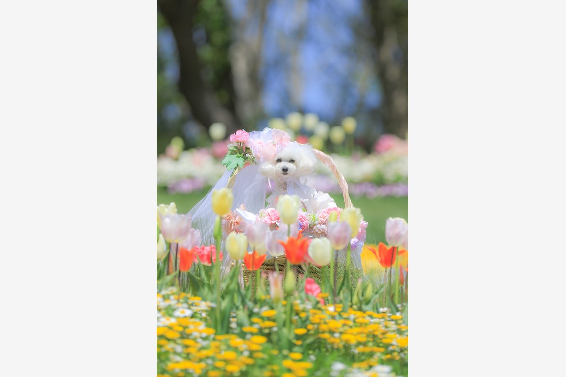 高橋 透（Coo&Sea STUDIO代表）が出張撮影した家族写真(キッズ,ベビーフォト)などが写った「大花壇de撮影会／春＠横浜」の家族写真