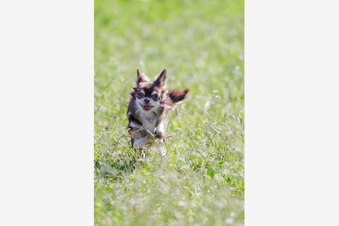 内田　雄一が撮影した写真のアルバム「DOGイベントでの撮影」