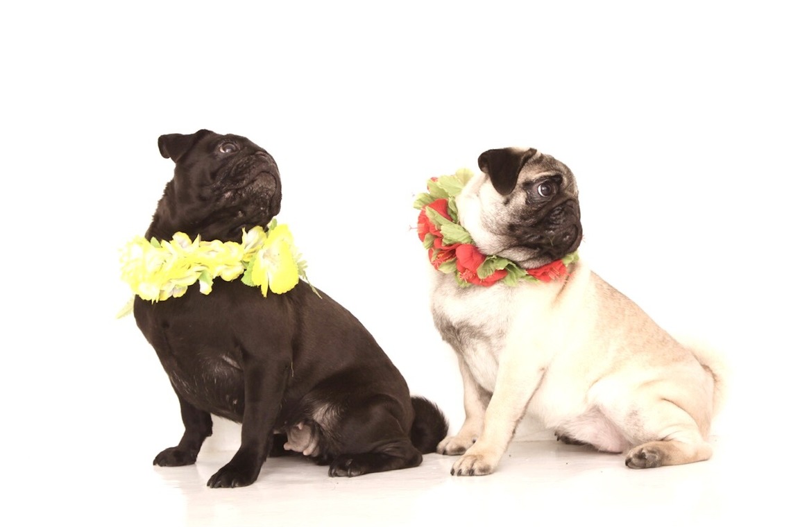 Hiroが出張撮影した家族写真(キッズ,ベビーフォト)などが写った「ペット撮影」の家族写真