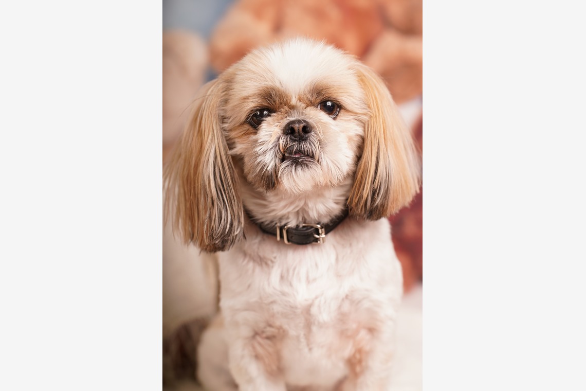 スタジオ　まるが撮影した「ペット撮影」の写真