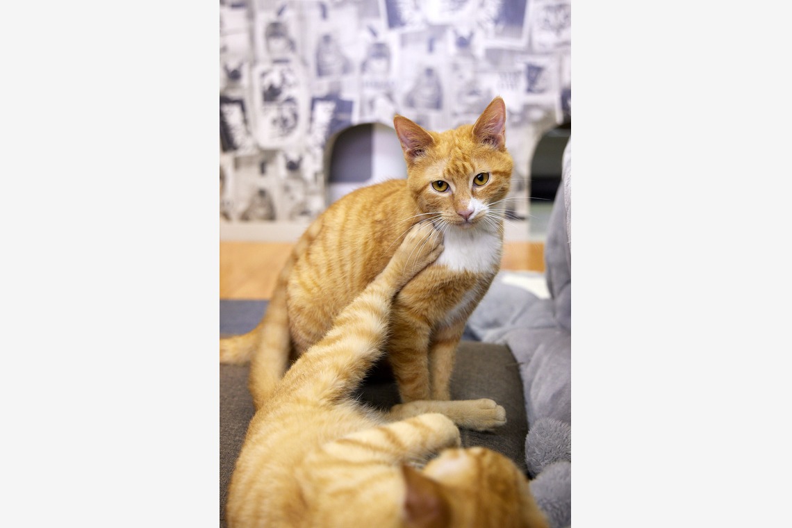 有限会社エルフラットが撮影した「猫カフェ」の写真