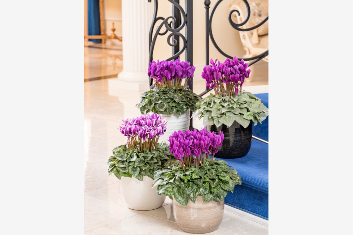 有限会社　澤田スタジオが撮影した写真のアルバム「花」