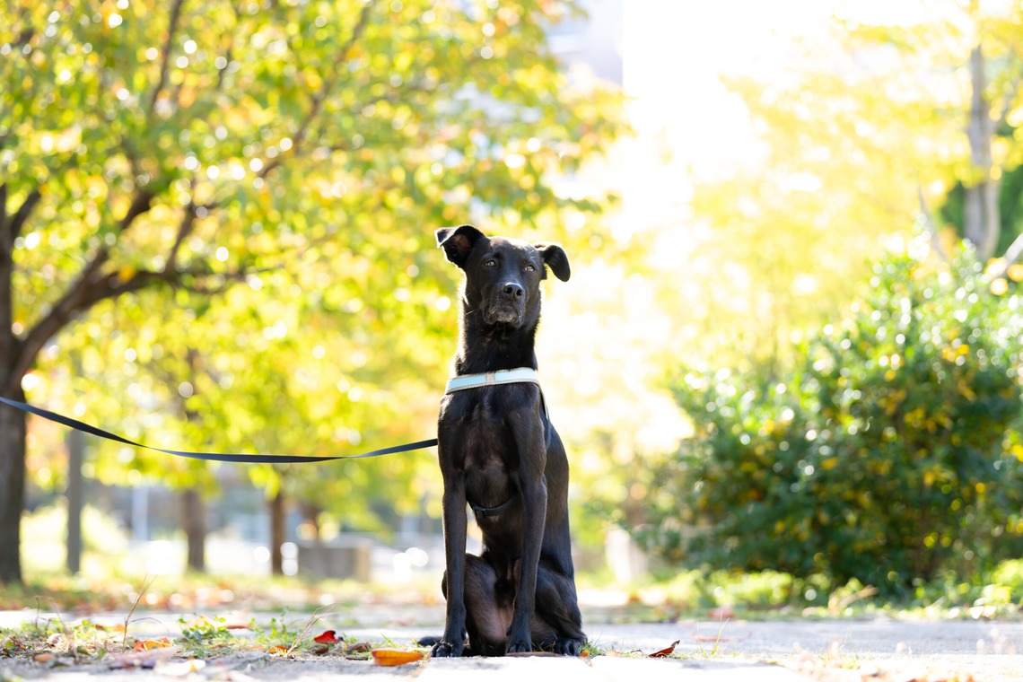 KOGA写真が撮影した「犬・わんこ撮影」の写真